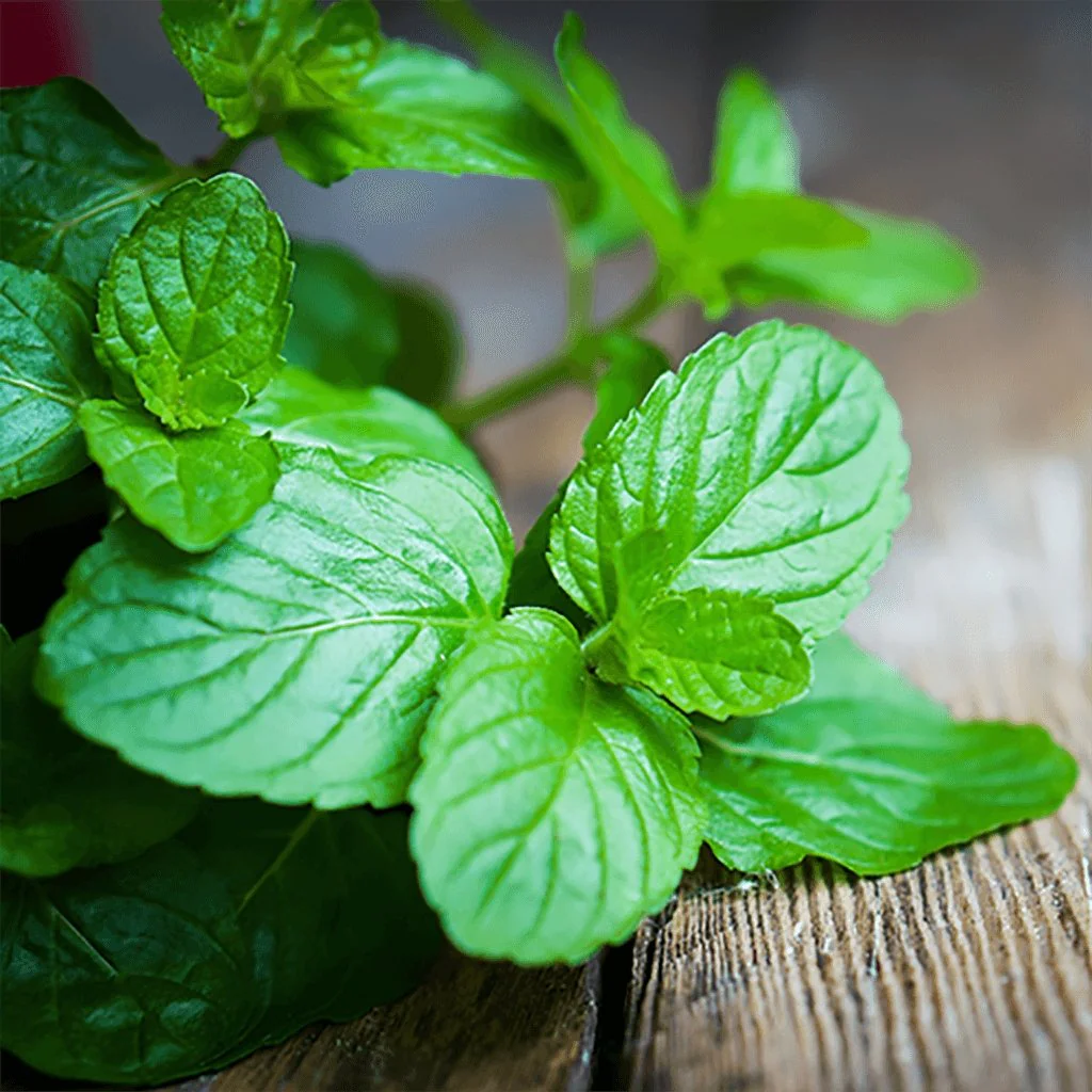 Airomé : Peppermint Essential Oil - Image 3